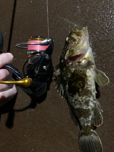 ガシラの釣果