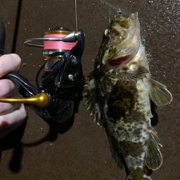 ガシラ