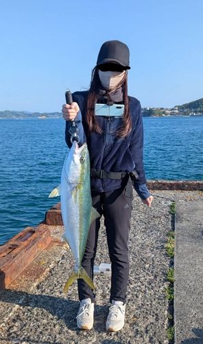 ハマチの釣果