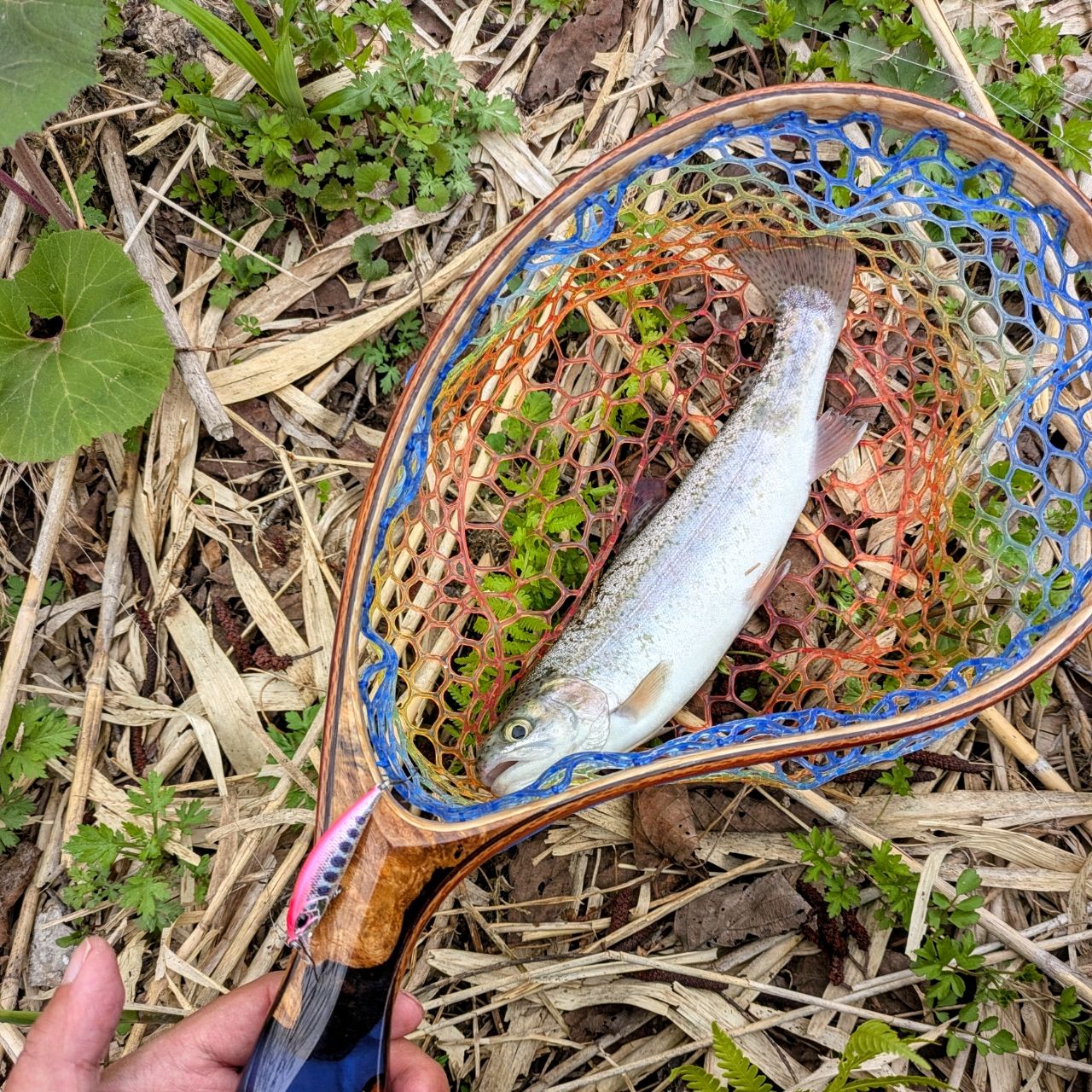 レインボートラウト