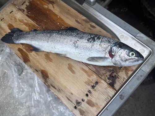 トラウトサーモンの釣果