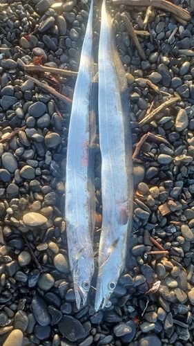 タチウオの釣果