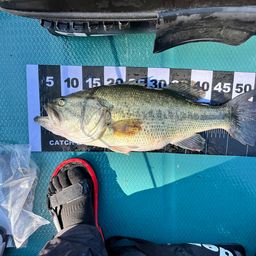 ラージマウスバス