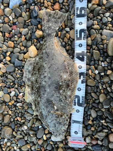 ヒラメの釣果