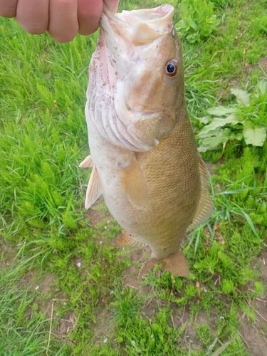 スモールマウスバスの釣果
