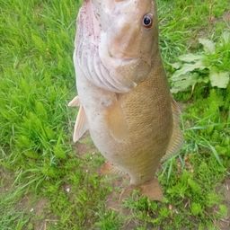 スモールマウスバス