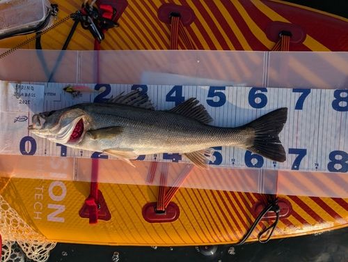 シーバスの釣果