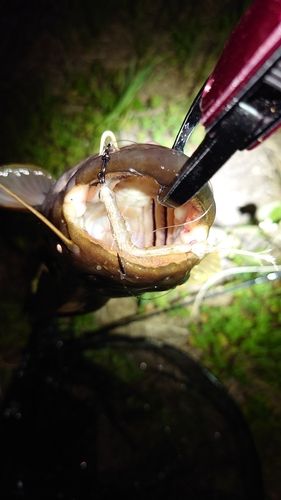 ニホンナマズの釣果