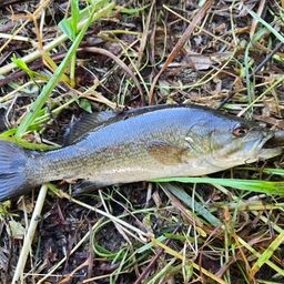 スモールマウスバス