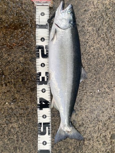 サクラマスの釣果