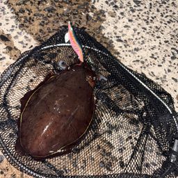 モンゴウイカ