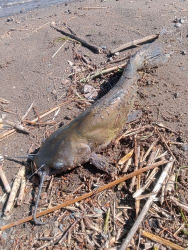アメリカナマズの釣果