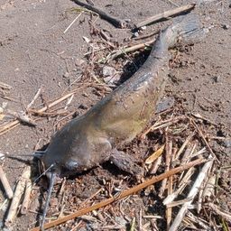 アメリカナマズ