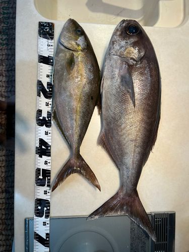 メダイの釣果