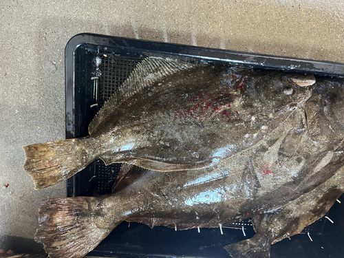 ヒラメの釣果