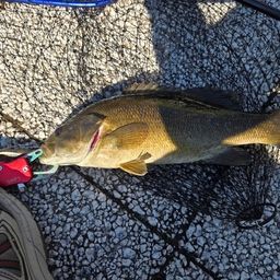 スモールマウスバス