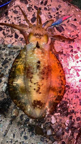 アオリイカの釣果