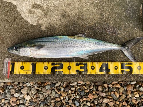 サゴシの釣果