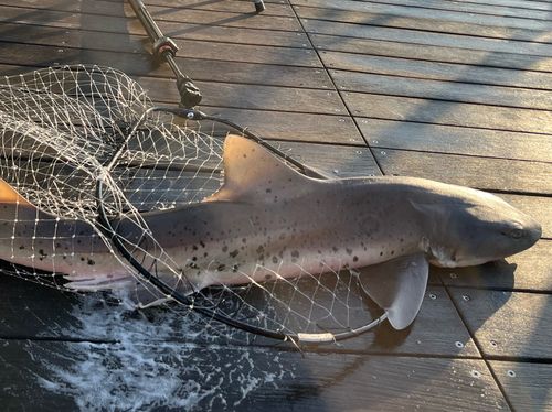 ドチザメの釣果