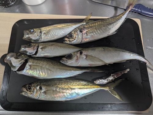 アジの釣果