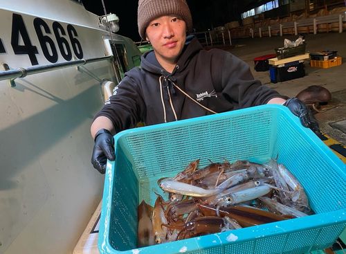 ムギイカの釣果
