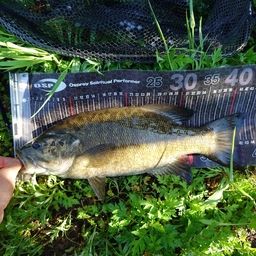 スモールマウスバス