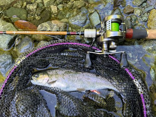 レインボートラウトの釣果