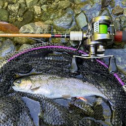 レインボートラウト