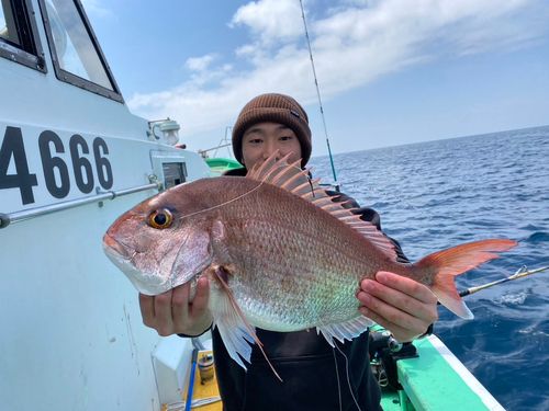 マダイの釣果