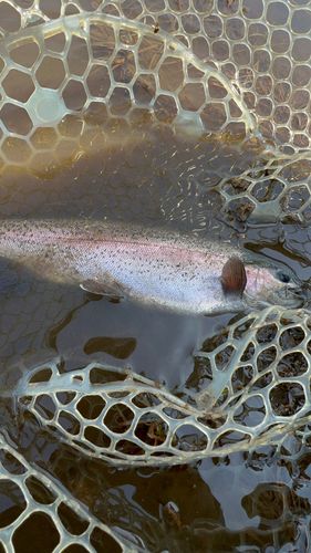 ニジマスの釣果
