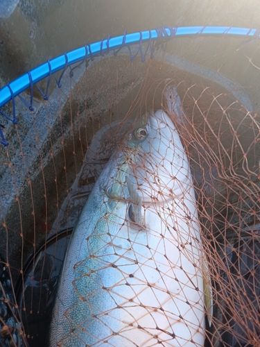 ワラサの釣果
