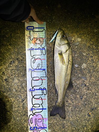 シーバスの釣果