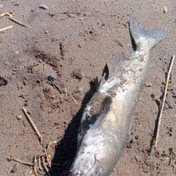 アメリカナマズ