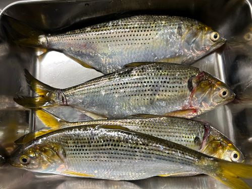コノシロの釣果