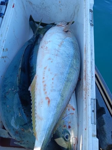 ワラサの釣果