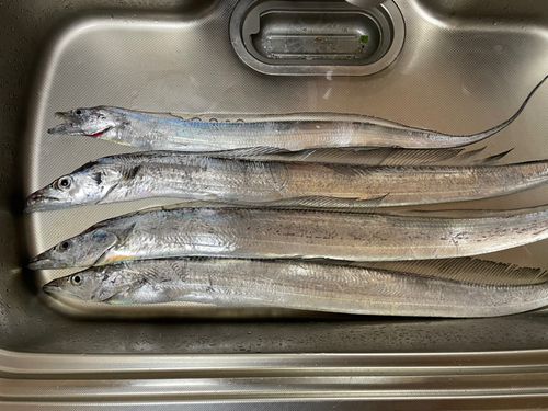 タチウオの釣果