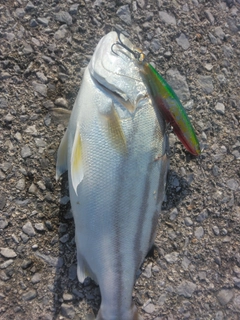 クワガナーの釣果