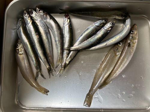 カタクチイワシの釣果