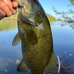 スモールマウスバス