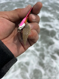 シタビラメの釣果