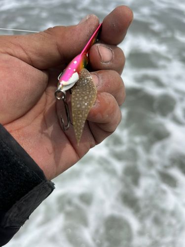 シタビラメの釣果