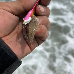 シタビラメ