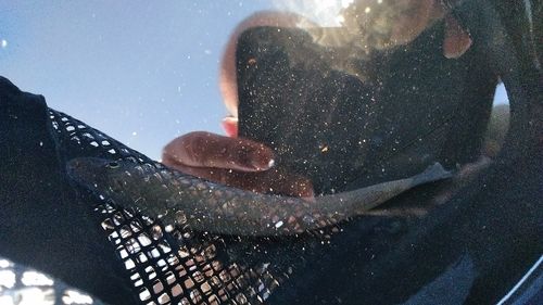 シロギスの釣果