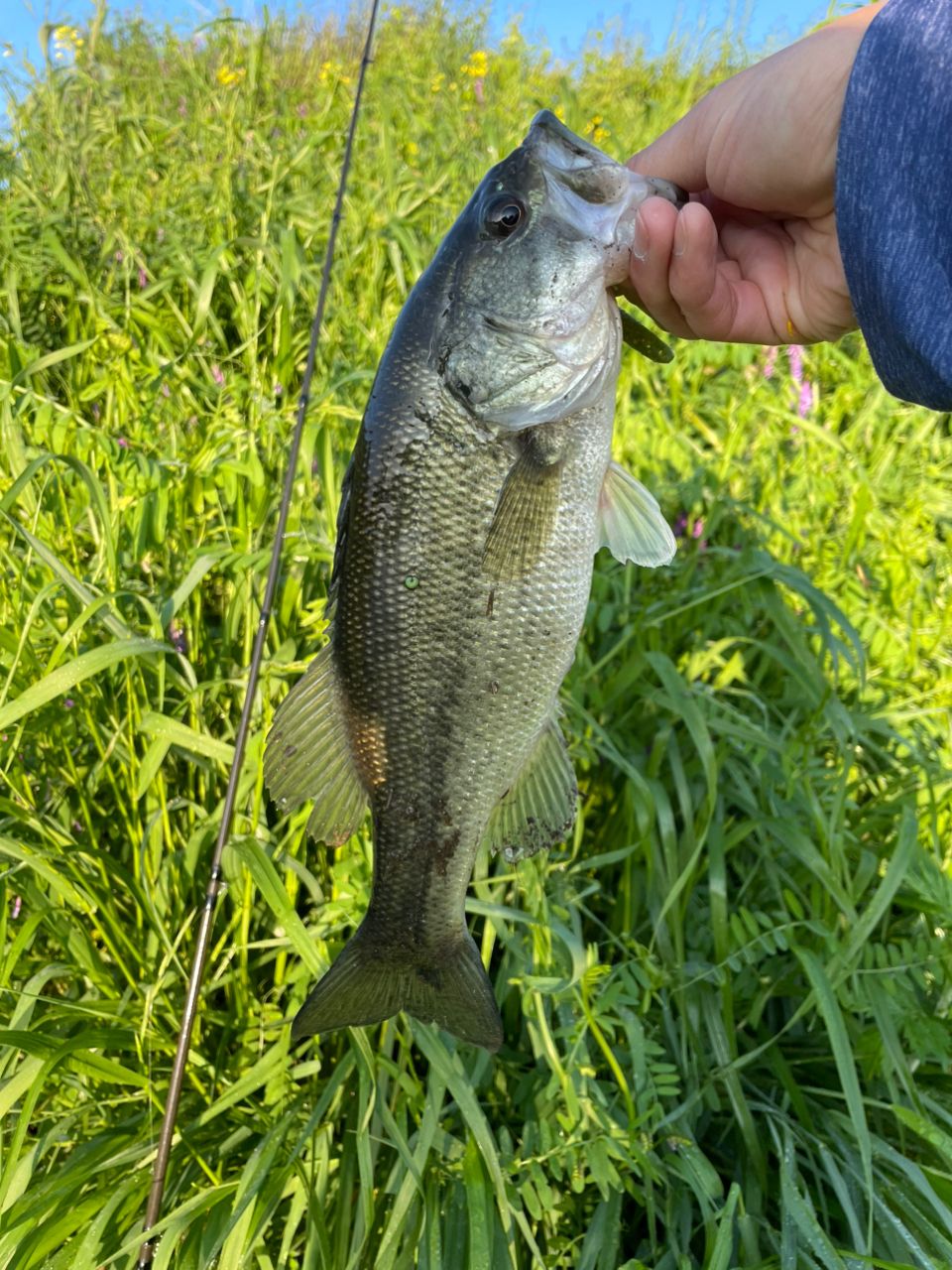 ラージマウスバス