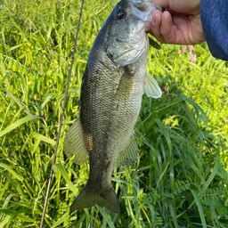 ラージマウスバス