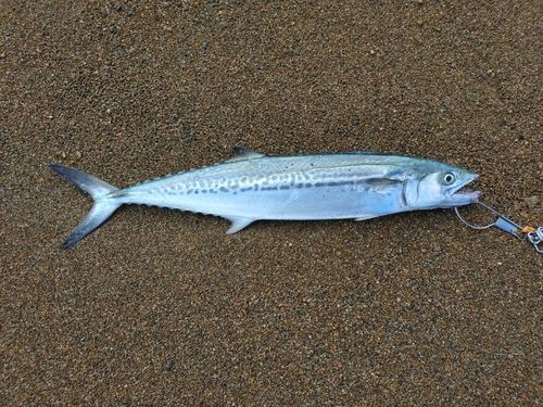 サゴシの釣果