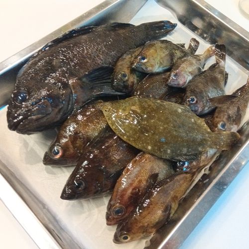 ハチガラの釣果