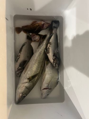 セイゴ（ヒラスズキ）の釣果