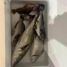 セイゴ（ヒラスズキ）