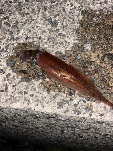 ヤリイカの釣果
